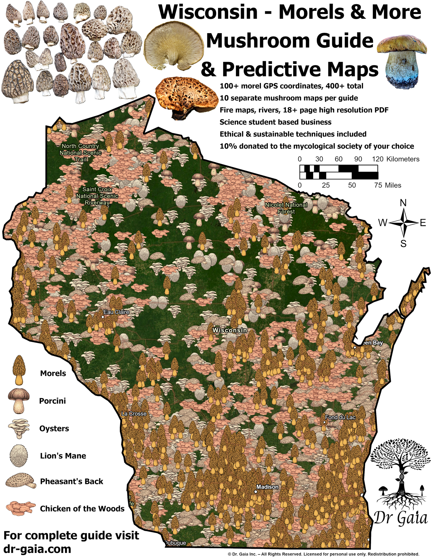 Wisconsin Morels & More Mushroom Guide & Predictive Maps