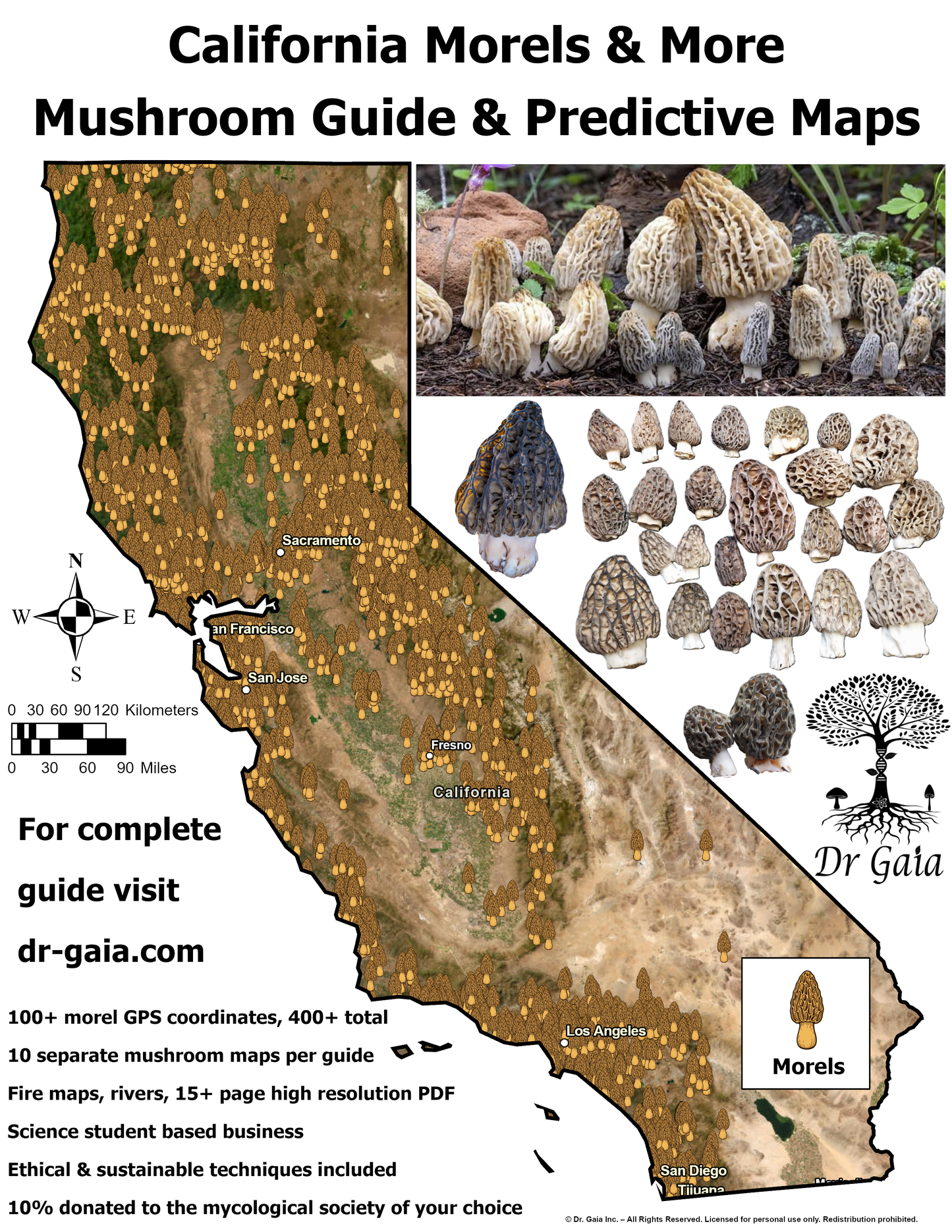 California (North) Morels & More Mushroom Guide & Predictive Maps