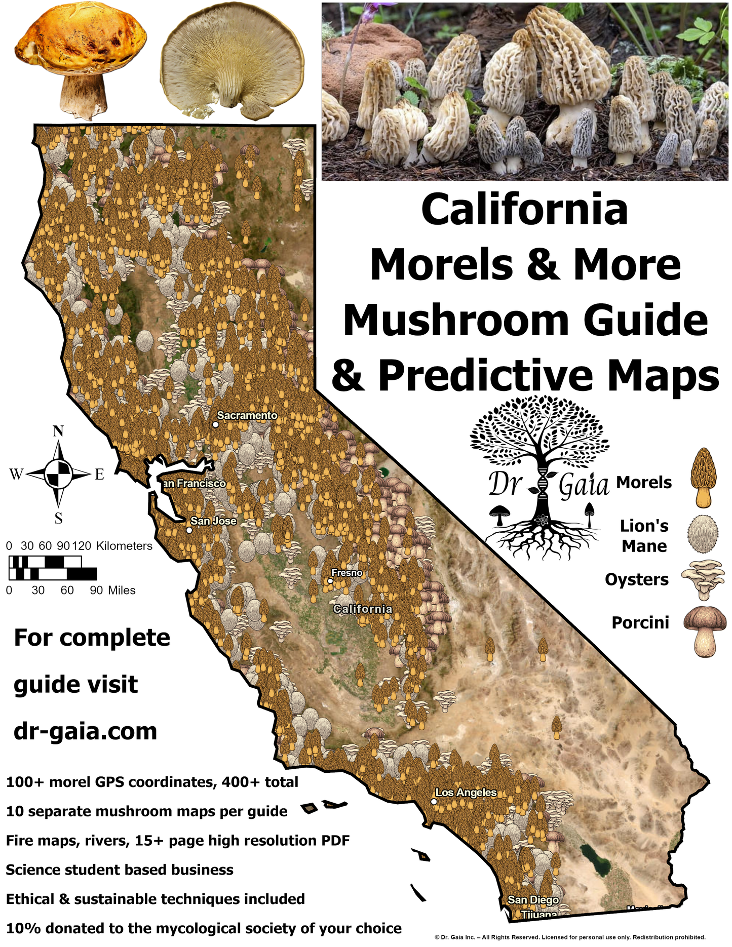California (North) Morels & More Mushroom Guide & Predictive Maps