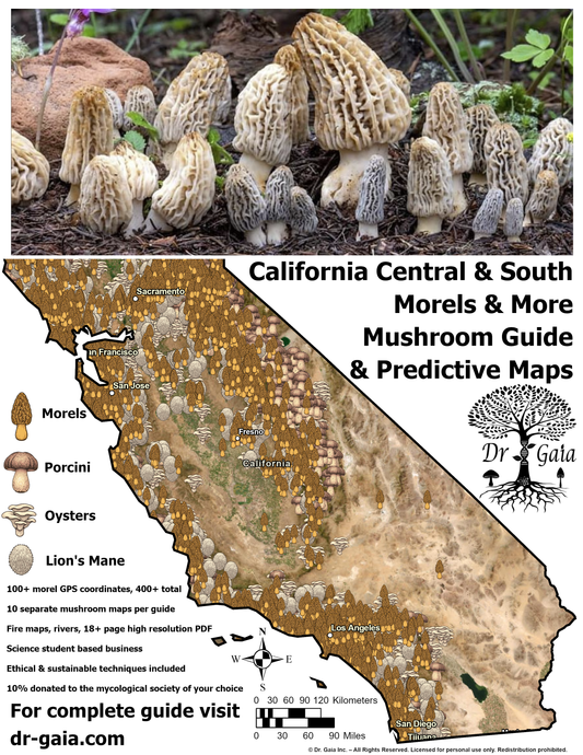 California (Central & South) Morels & More Mushroom Guide & Predictive Maps
