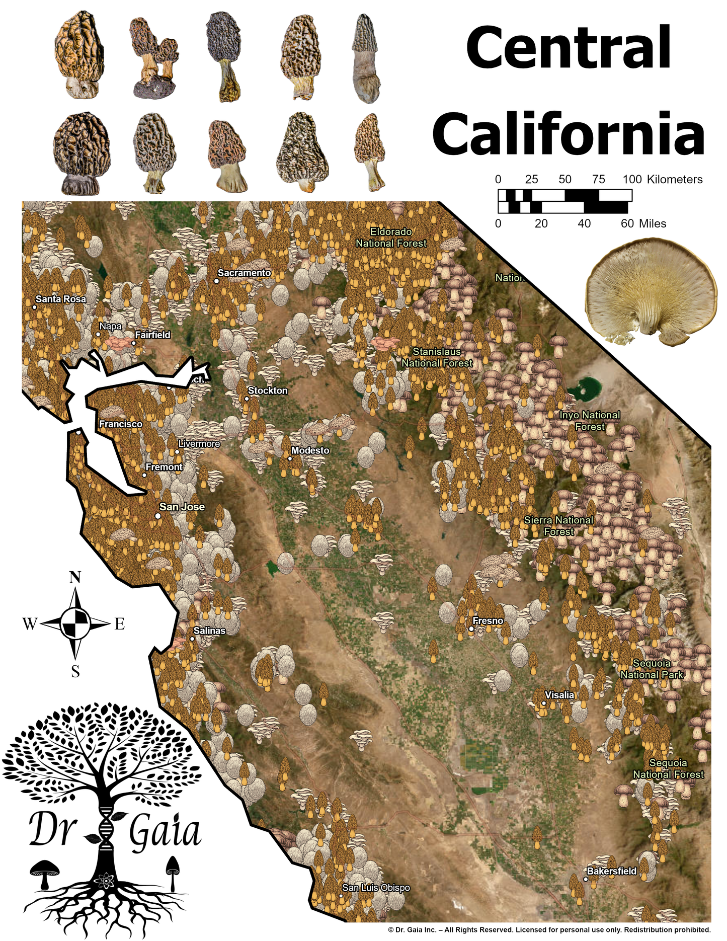 California (Central & South) Morels & More Mushroom Guide & Predictive Maps