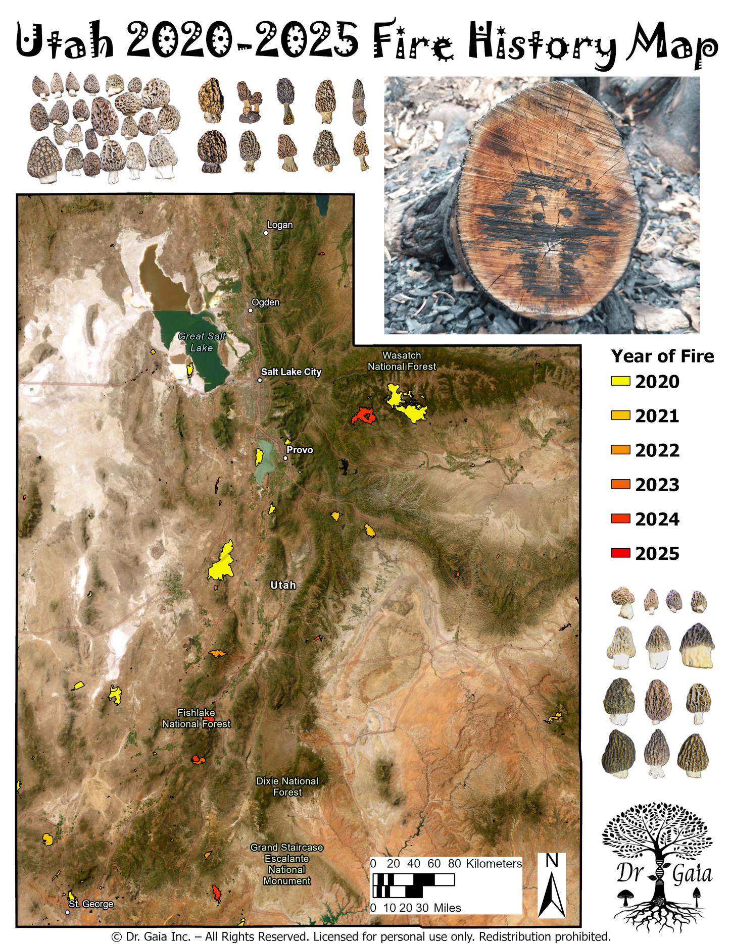 Utah Morels & More Mushroom Guide & Predictive Maps