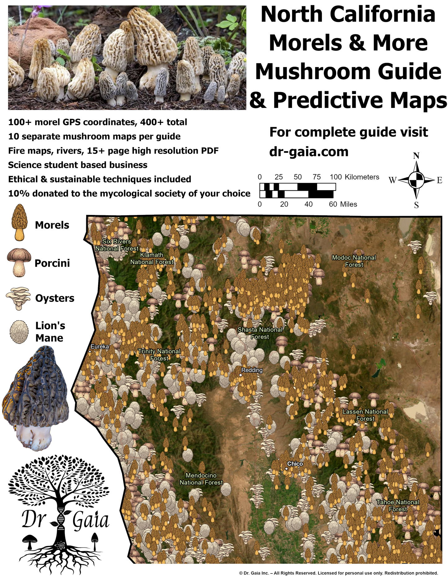 California (North) Morels & More Mushroom Guide & Predictive Maps