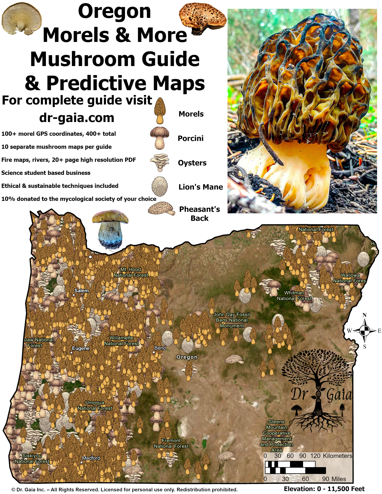 Oregon Morels & More Mushroom Guide & Predictive Maps
