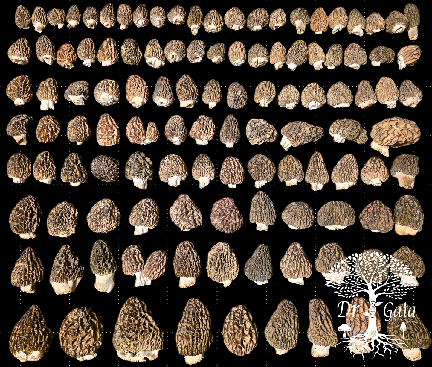 Morel Collection 2026 001