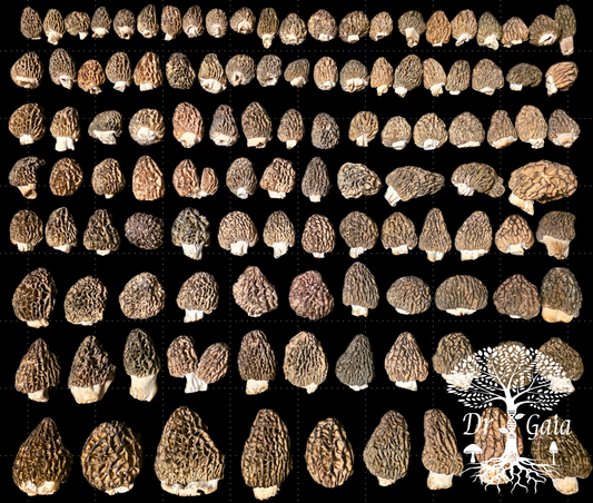 Morel Collection 2026 001