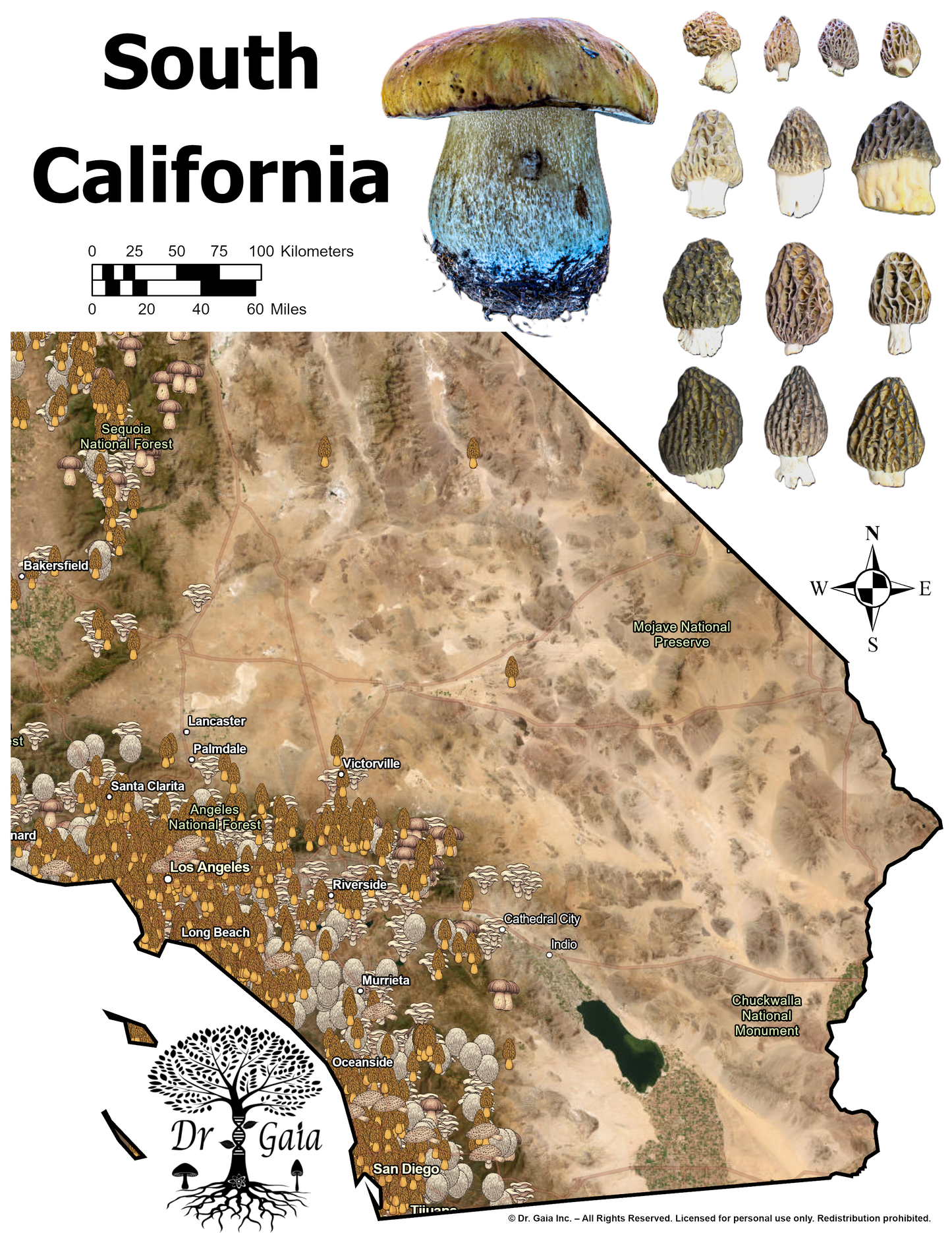 California (Central & South) Morels & More Mushroom Guide & Predictive Maps