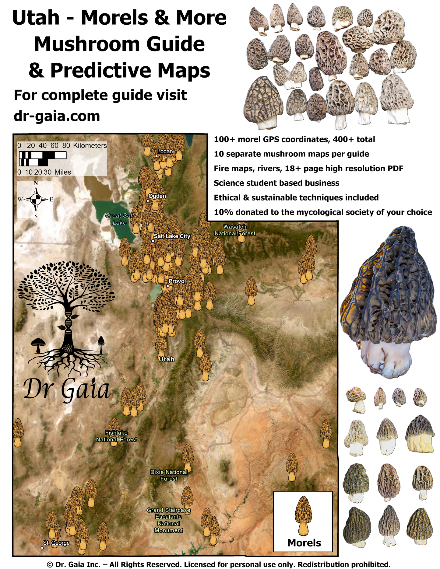 Utah Morels & More Mushroom Guide & Predictive Maps