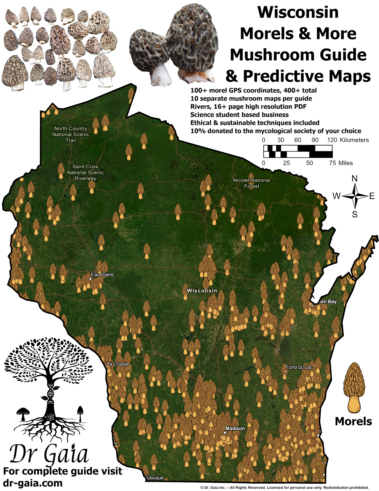 Wisconsin Morels & More Mushroom Guide & Predictive Maps