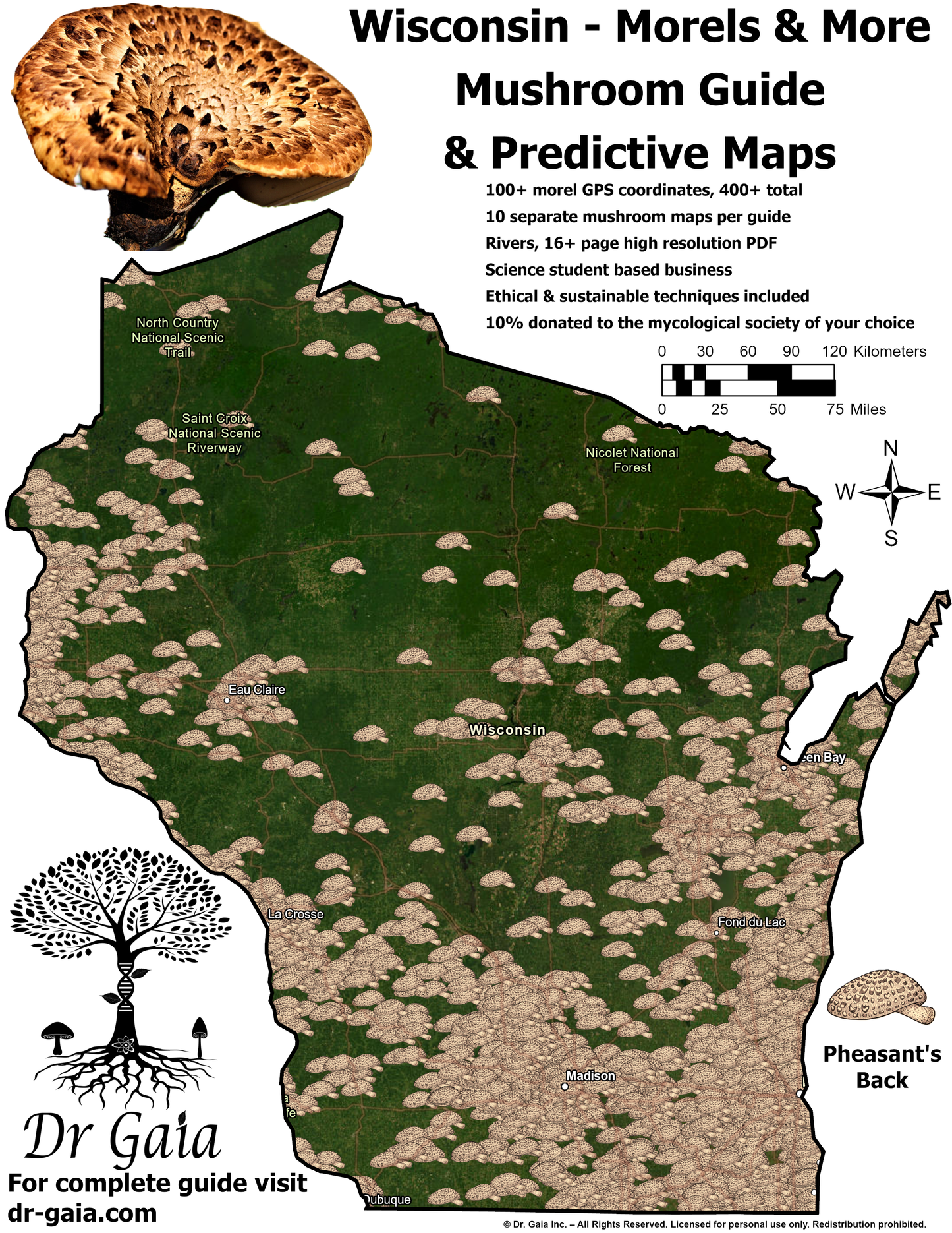 Wisconsin Morels & More Mushroom Guide & Predictive Maps