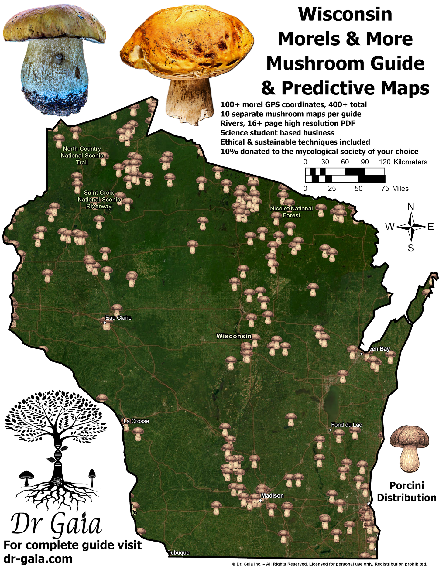 Wisconsin Morels & More Mushroom Guide & Predictive Maps